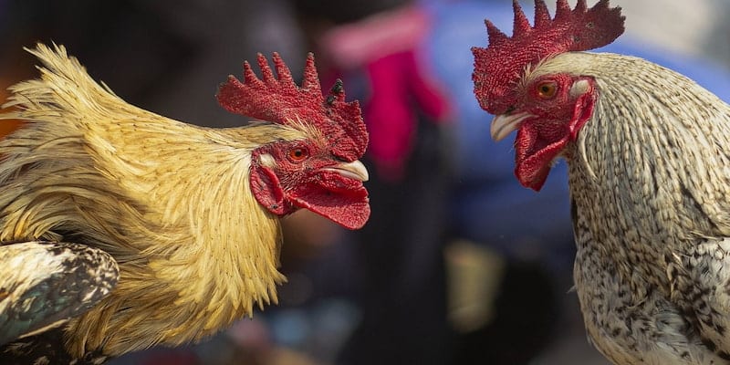 Hình thức đá gà này mang lại nguồn lợi nhuận cho lớn cho quốc gia Campuchia